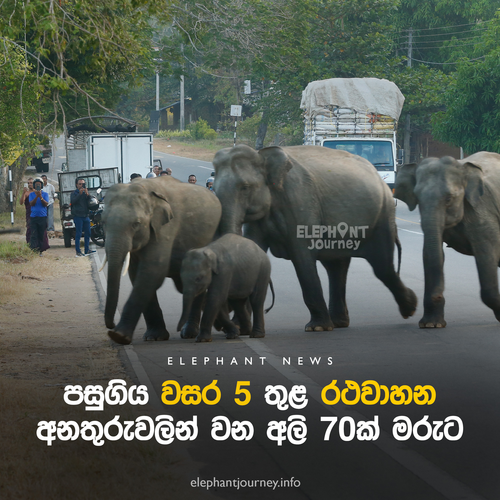 පසුගිය වසර 5ට රථවාහන අනතුරුවලින් වන අලි 70ක් මරුට
