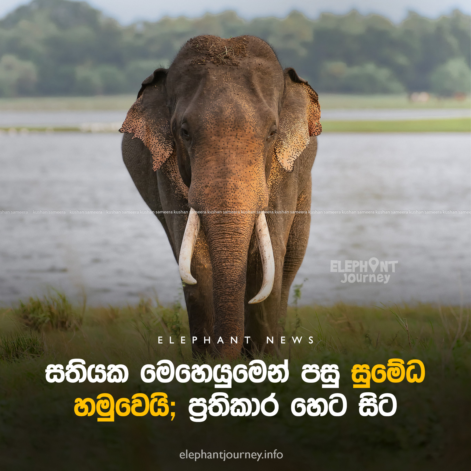 Sumedha Found Safe with Elephants in Maradankadawala Area