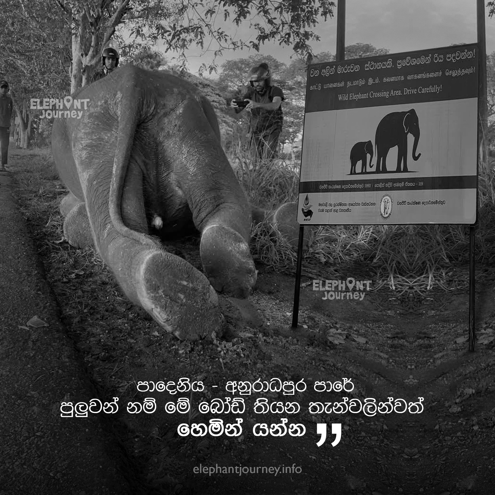 Tragedy at Elephant Crossing: Calf Killed, Vehicle Flees the Scene