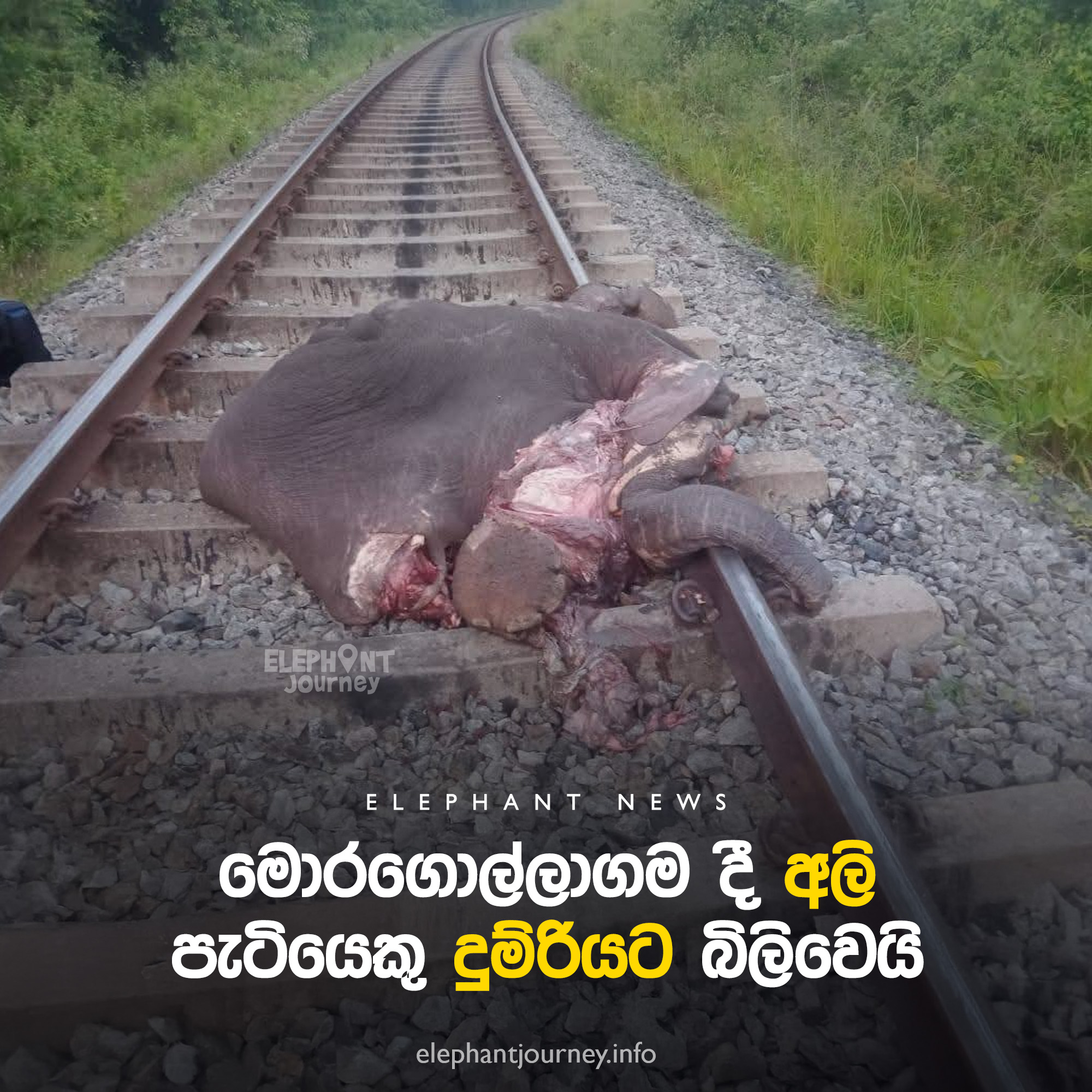 Elephant Calf Killed in Train Accident in Moragollagama, Kurunegala