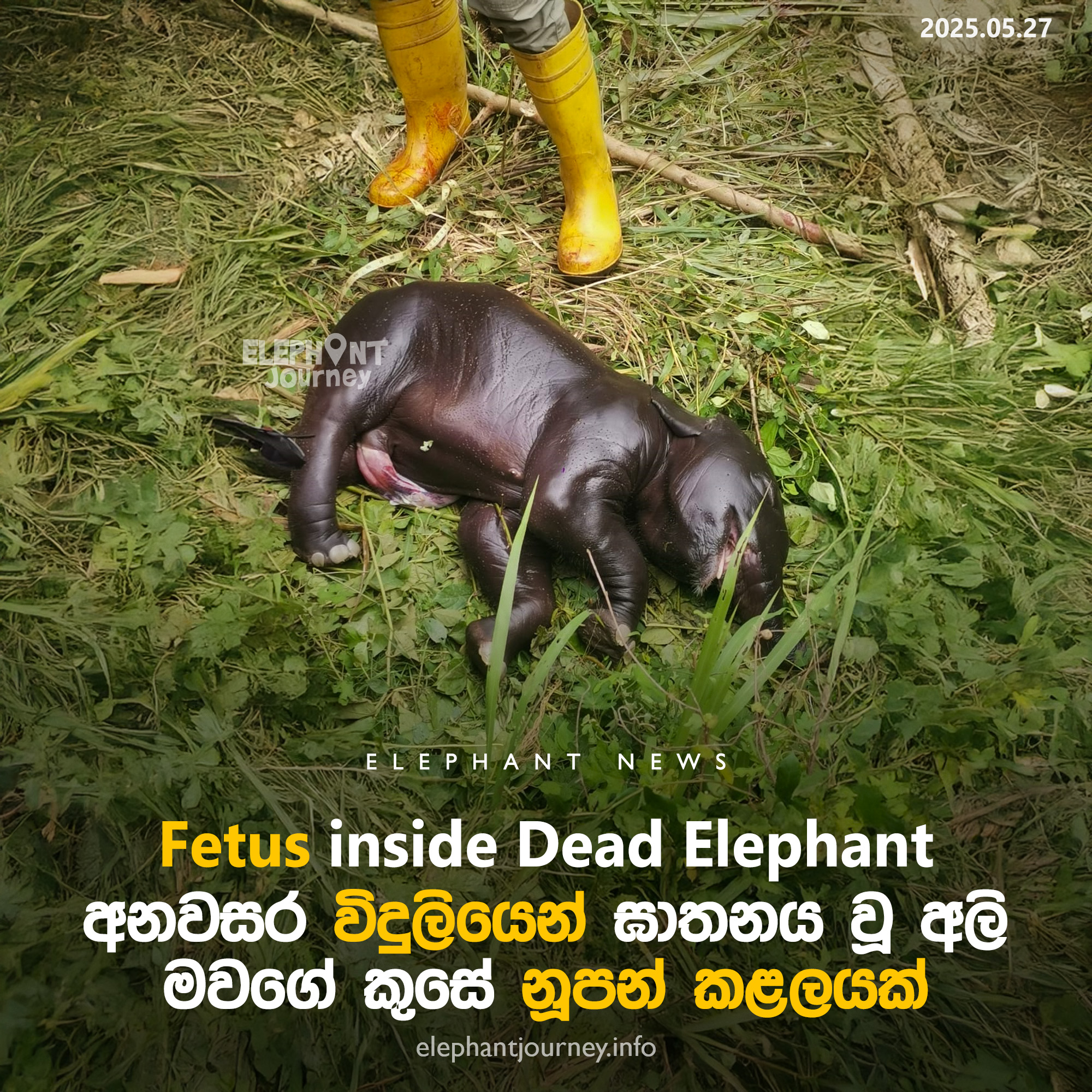 අඹන්පොලදී අනවසර විදුලියෙන් අලි මරණයක්; Elephant dies with Eletrocution in Ambanpola, Sri Lanka