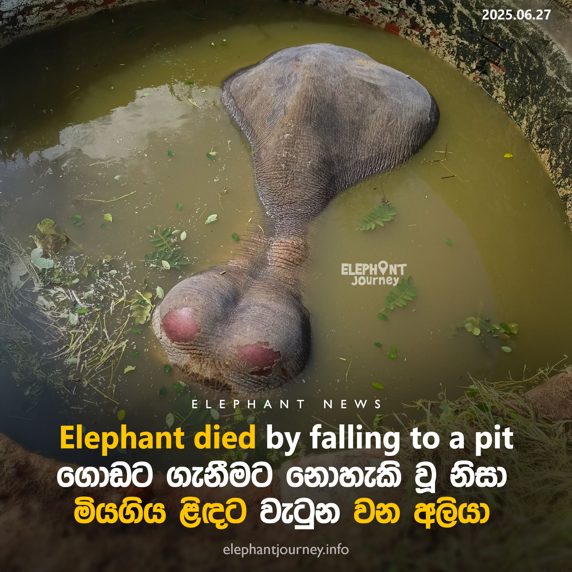 Elephant Dies After Falling into Well in Galkadawala