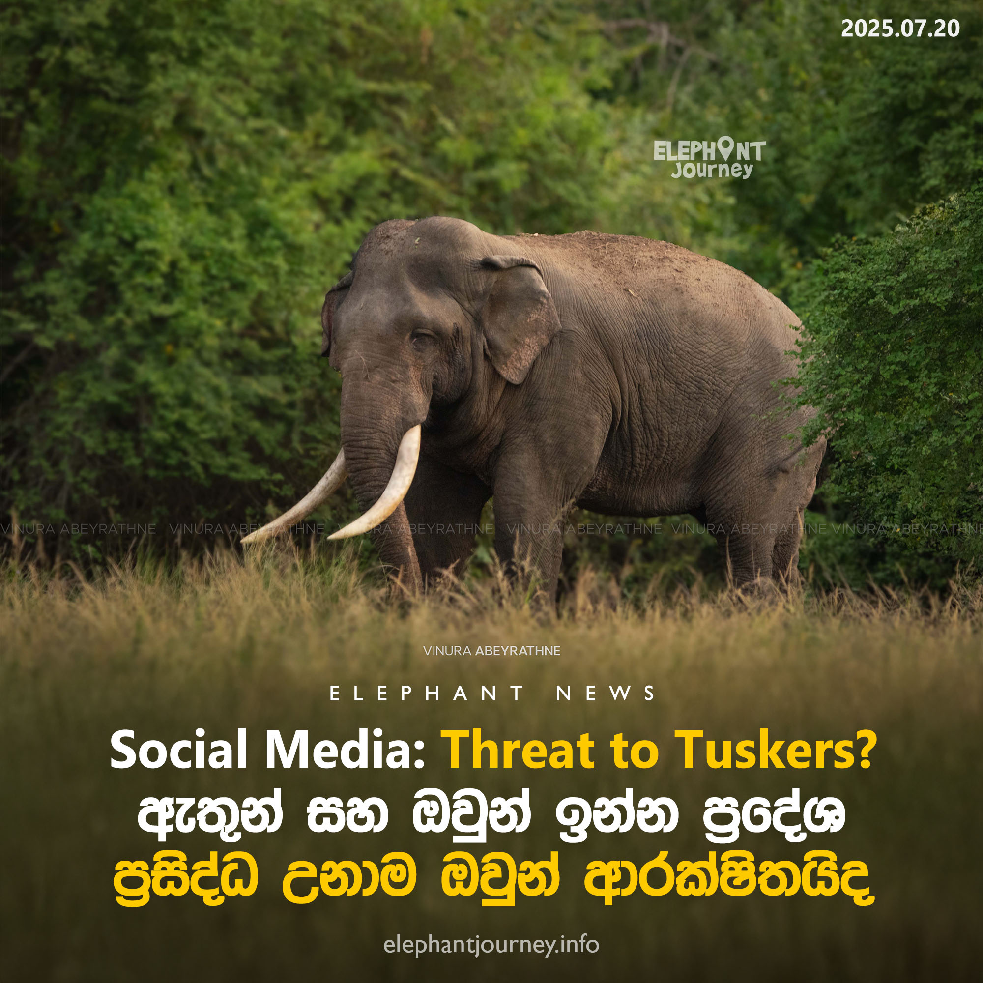 ඇතුන් සහ ඔවුන් ඉන්න ප්‍රදේශ ප්‍රසිද්ධ උනාම ඔවුන් ආරක්ෂිතද?