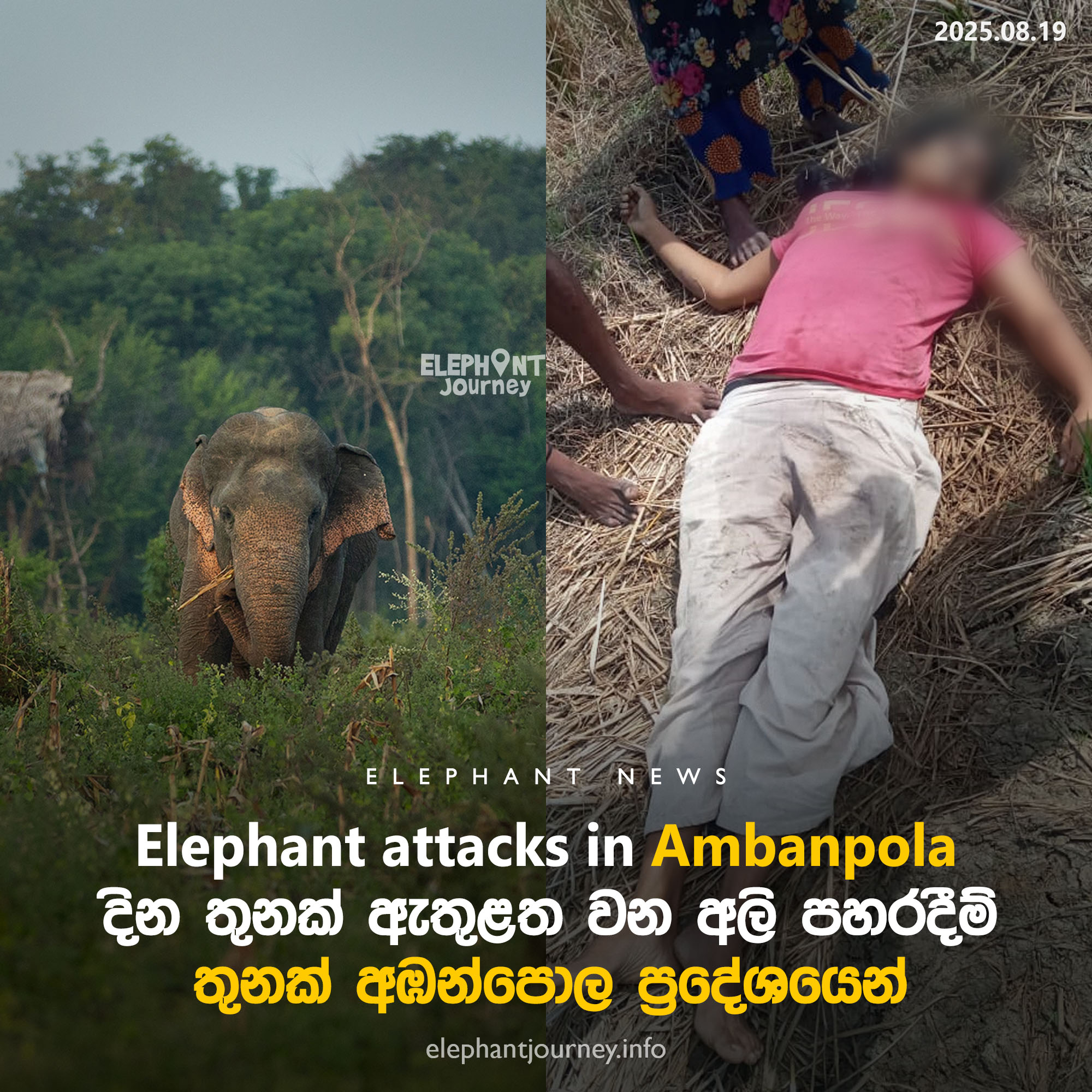 Three Wild Elephant Attacks in Ambanpola Within Three Days