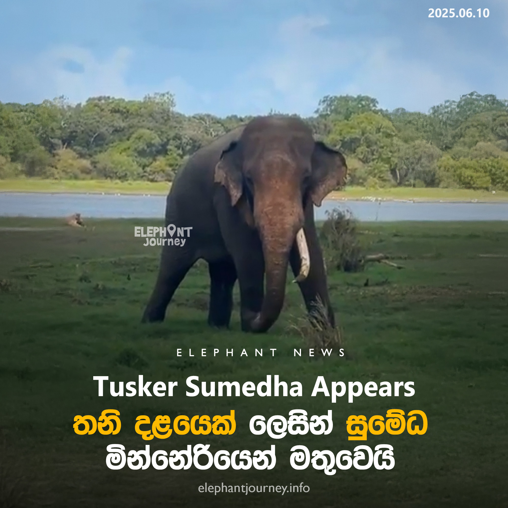 Sumedha the Missing Elephant Spotted Safely in Minneriya on Poson Poya